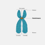 Diferencia entre centrómero y cromómero
