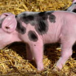Diferencia entre cerdo y puerco