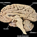 Diferencia entre cerebro y cerebelo