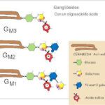 Diferencia entre cerebrósidos y gangliósidos