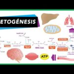 Diferencia entre cetogénesis y cetólisis