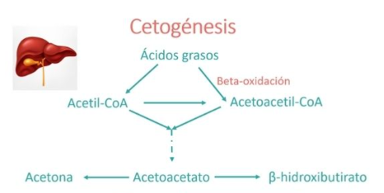 Diferencia entre cetosis y cetoacidosis - PEDIAEXPERTOS