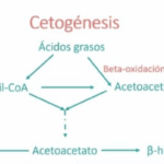 Diferencia entre cetosis y cetogénesis