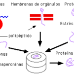 Diferencia entre chaperonas y chaperoninas