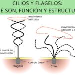 Diferencia entre cilios y flagelos