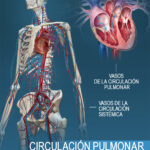 Diferencia entre circulación pulmonar y sistémica