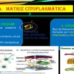 Diferencia entre citoplasma y matriz citoplasmática