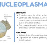 Diferencia entre citoplasma y nucleoplasma