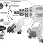 Diferencia entre clonación e ingeniería genética