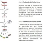 Diferencia entre clonación y subclonación