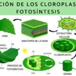 Diferencia entre clorofila y cloroplasto