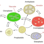 Diferencia entre cloroplasto y cromoplasto