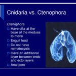 Diferencia entre cnidaria y ctenophora
