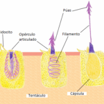 Diferencia entre cnidocito y nematocisto