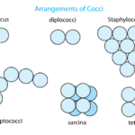 Diferencia entre cocos y bacilos