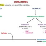 Diferencia entre coenzima y cofactor
