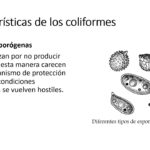 Diferencia entre coliformes fecales y no fecales