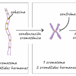 Diferencia entre cromosoma y cromátida
