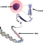 Diferencia entre cromosoma y gen