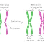 Diferencia entre cromosomas homólogos y cromátidas hermanas