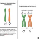 Diferencia entre cromosomas homólogos y no homólogos