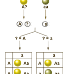Diferencia entre cruzamiento de prueba y retrocruzamiento