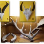 Diferencia entre cuerno de alce y cuerno de ciervo