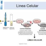 Diferencia entre cultivo celular primario y secundario
