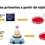 Diferencia entre cultivo celular y cultivo de tejidos