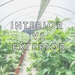 Diferencia entre cultivo y planta