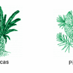 Diferencia entre Cycas y Pinus