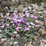 Diferencia entre Cyclamen Coum y Hederifolium
