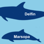 Diferencia entre delfín y marsopa