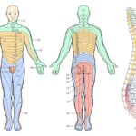 Diferencia entre dermatoma y miotoma
