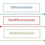 Diferencia entre desdiferenciación y rediferenciación