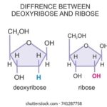 Diferencia entre desoxirribosa y ribosa