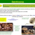 Diferencia entre detritívoros y descomponedores