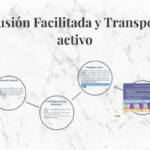 Diferencia entre difusión facilitada y transporte activo