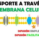Diferencia entre difusión simple y difusión facilitada