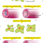 Diferencia entre digestión intracelular y extracelular
