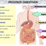 Diferencia entre digestión mecánica y química