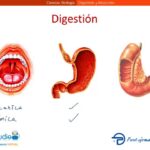 Diferencia entre digestión y absorción