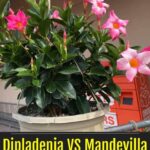 Diferencia entre Dipladenia y Mandevilla