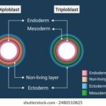 Diferencia entre diploblástico y triploblástico