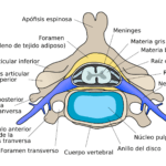 Diferencia entre el anillo fibroso y el núcleo pulposo