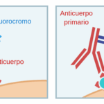 Diferencia entre el anticuerpo primario y el secundario