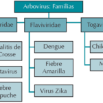 Diferencia entre el arbovirus el arenavirus y el filovirus