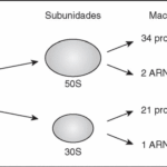 Diferencia entre el ARNr 16s y el ADNr 16s