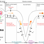 Diferencia entre el asa de Henle ascendente y descendente