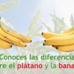 Diferencia entre el banano y el plátano